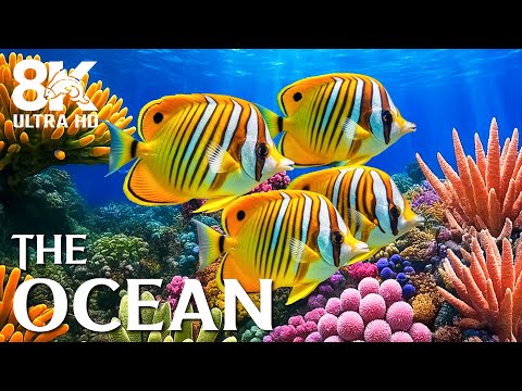Видео: Подводные чудеса 8K 🐠 Потрясающий визуальный тур по самым красивым подводным мирам мира