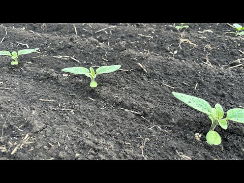 Видео: Подсолнечник 9.5.25