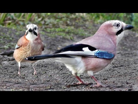 Видео: видео птиц для кошек смотреть