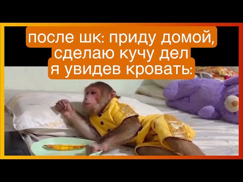 Видео: тикток после школы | подборка мемов