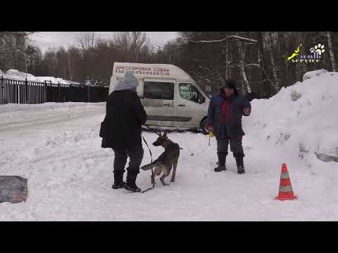 Видео: Немецкая овчарка Тея 4, послушание в присутствии мячика