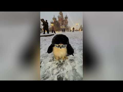 Видео: НАСТОЯЩИЙ РУССКИЙ ПЛЕЙЛИСТ ⲠⲢЯⲘⳘⲔⲞⲘ  ⳘⳄ ТВОЕГО 🌟детства🌟