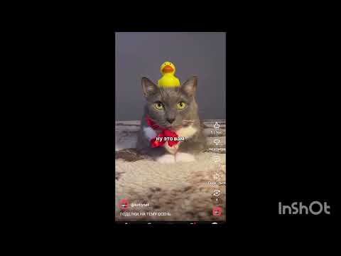 Видео: Сборник котинет - просто сборник котинет 