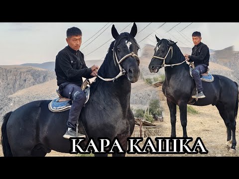 Видео: Кара кашка 6 октября 2025 г.