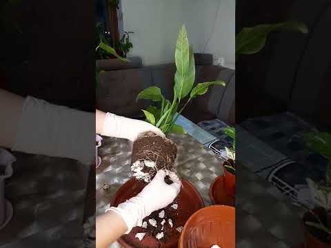 Видео: N°-14. Спатифилум. Аёл бахти гулини турлари ва тугри парваришлаш.