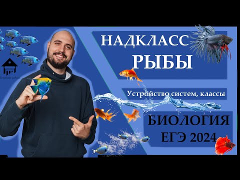 Видео: Хордовые. Надкласс РЫБЫ для ЕГЭ 2024 |ЕГЭ БИОЛОГИЯ|Freedom|