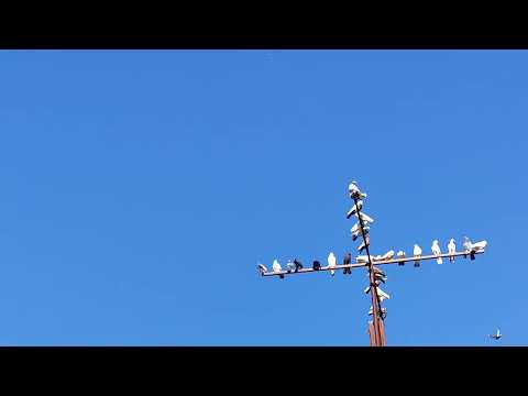 Видео: 11.09.2025г Обгон Таклашат.