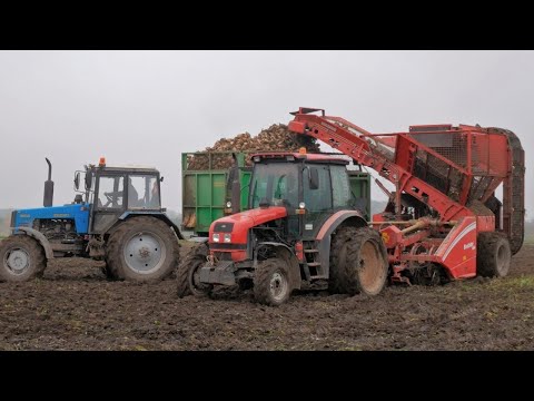 Видео: Уборка свеклы / 4X БЕЛАРУС (1523, 2X 1221, 82) + GRIMME ROOTSTER 604, BM 300, ПСТ-12, ПТС-12у /