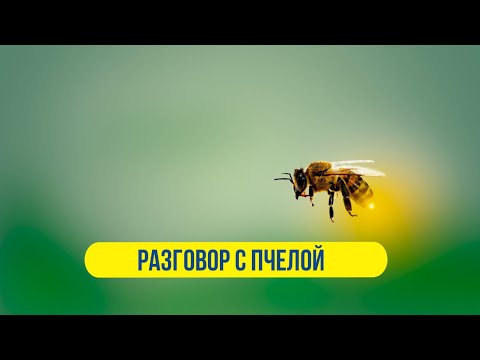 Видео: Разговор с пчелой