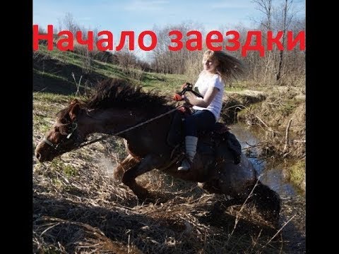 Видео: Как заездить лошадь. День первый.