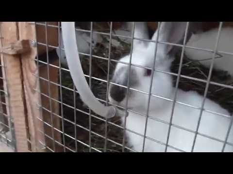 Видео: Профилактика кокцидиоза у кроликов.