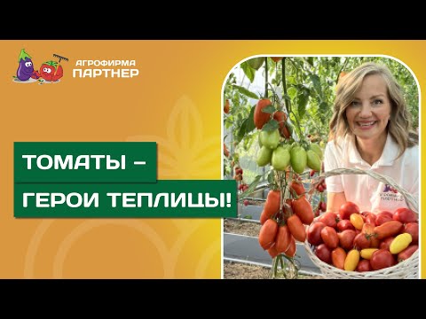 Видео: ТОП ИНДЕТЕРМИНАНТНЫХ ТОМАТОВ // Выносливые сорта и гибриды сезона 2025