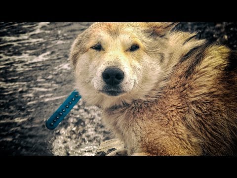 Видео: Ночное зрение по следам таежных зверей, 9 серия