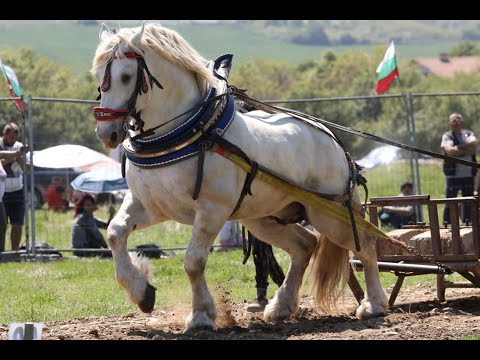 Видео: Тежковозните коне стъпиха на терен и в село Чирен