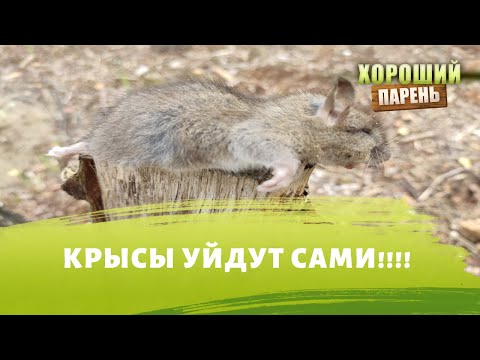 Видео: Как избавиться от Мышей и Крыс