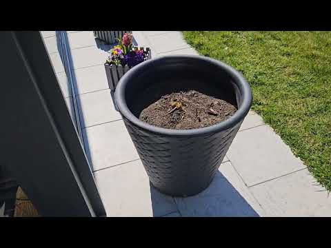 Видео: Моя рассада/хочу навести порядки/собираю полки