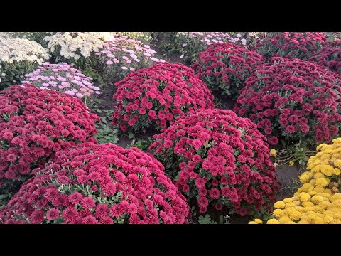 Видео: Хризантемовий рай в сусідки,продаж хризантем