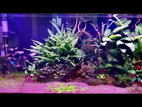 Видео: Акваскейпинг. 2 месяца с момента запуска. Аквариум скейп 200 литров.