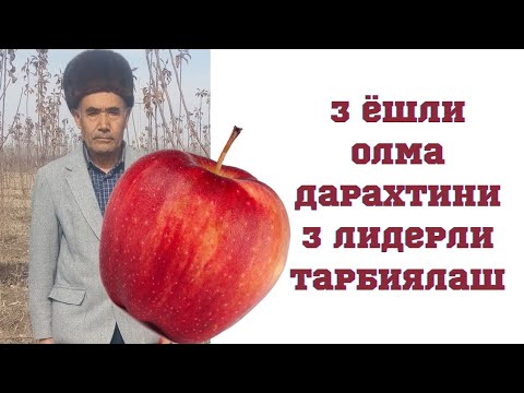 Видео: 3 ёшли олма дарахтига 3 лидерли шакл бериш