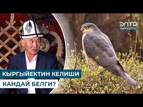 Видео: КЫРГЫЙЕКТИН КЕЛИШИ КАНДАЙ БЕЛГИ? // МУРАС САБАТЫ