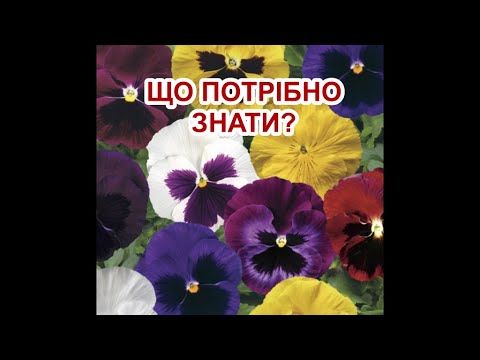 Видео: ВІОЛА.ЩО ПОТРІБНО ЗНАТИ?