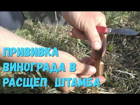 Видео: Прививка винограда в расщеп подземного штамба