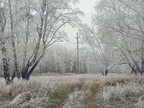 Видео: В ожидании зимы. Лес.Октябрь.#осень #лес #иней #красиво