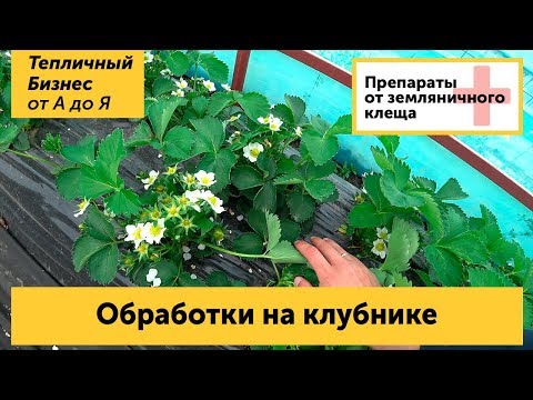 Видео: Обработки на клубнике весной. Чем и как бороться с клещом на землянике..