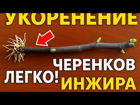 Видео: Как легко укоренить черенки инжира - 100% результат!