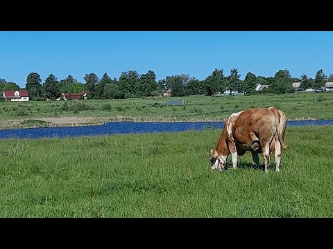 Видео: Спасаемся от мошек.