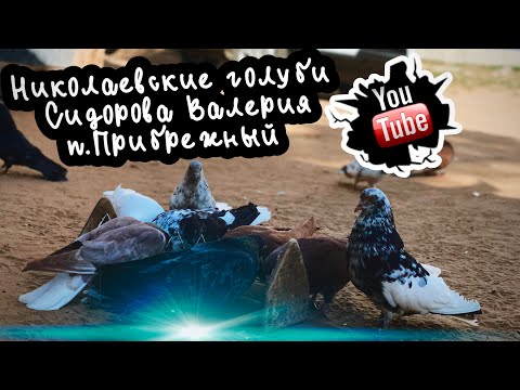 Видео: Николаевские голуби Сидорова Валерия  п.Прибрежный Самарская обл. 2023г
