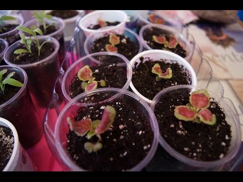 Видео: Рассада КОЛЕУС  ПИКИРОВКА УХОД ПОЛИВ, ЧАСТЬ 3