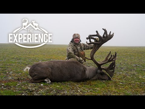 Видео: Испытательный полигон: охота на карибу на Аляске!