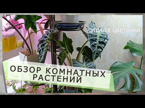 Видео: Обзор растений  Отрежем алоказии голову