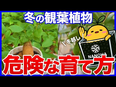 Видео: [Как выращивать растения в ноябре] Советы по сохранению здоровья комнатных растений зимой.