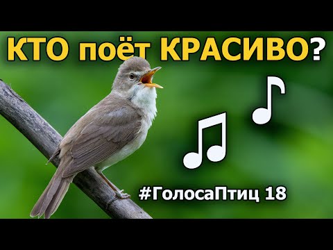 Видео: Какие птицы красиво поют? #ГолосаПтиц 18