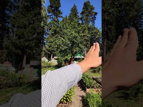 Видео: ленивая обрезка яблони после обрезки