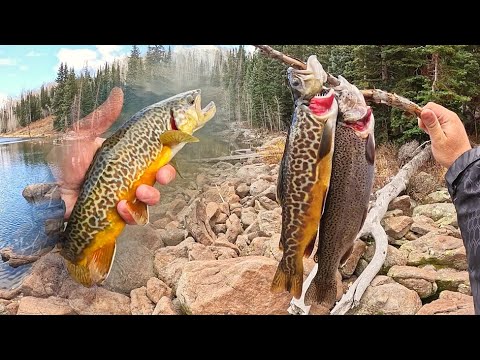 Видео: Ловля форели на альпийском озере! (ручьевая, радужная, тигровая) ПОЙМАЙ И ПРИГОТОВЬ