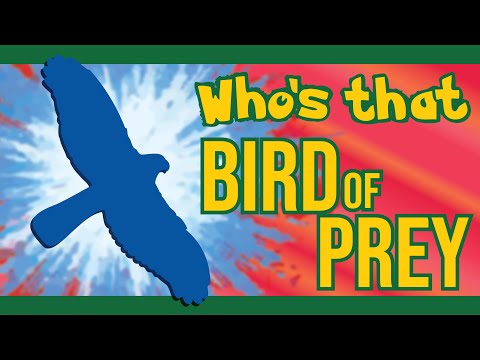 Видео: Как распознать диких хищных птиц: руководство для начинающих по хищным птицам