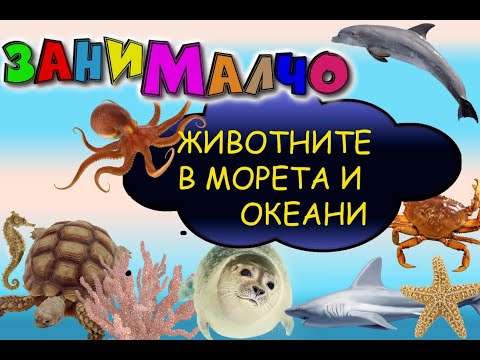 Видео: Кой живее под водата? Да видим животните от морета и океани.