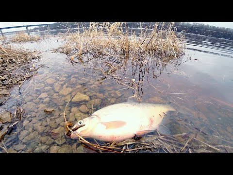 Видео: ЛЕЩ ранней Весной на Реке . Сошёл лёд ,ловим на Фидер .Холодная вода , ГЭС сбрасывает воду.