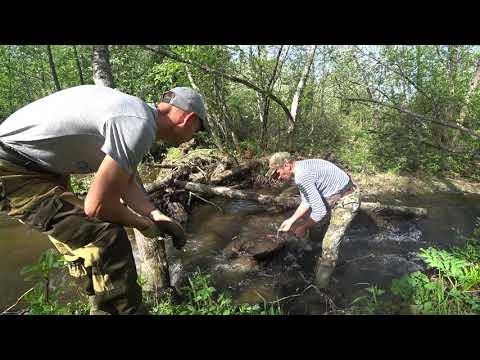 Видео: И ВНОВЬ ЛЕСНОЙ МЕТАЛЛА КОП РАДУЕТ! НАШЁЛ РЕТРО АВТОМОБИЛЬ, БРОНЗУ И МНОГО ЧЁРНОГО МЕТАЛЛА!!!