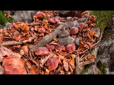 Видео: ТАКИХ БІЛИХ ГРИБІВ В ЛИСТОПАДІ ВИ ТОЧНО НІКОЛИ НЕБАЧИЛИ!