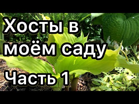 Видео: Хосты в моём саду Обзор Часть 1