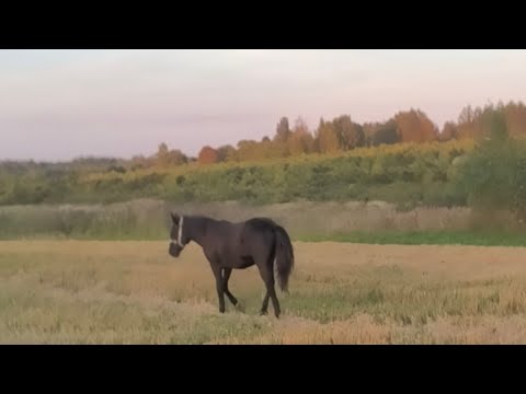 Видео: Среда