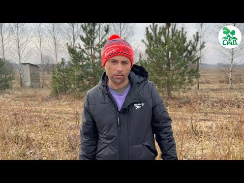 Видео: Обрезаем голубику правильно вместе с Плодопитомник САД