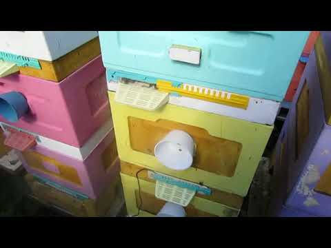 Видео: пчеловодство на ячейке 4,9 мм - часть 63, пчела без вощины строит ячейку 5,0 мм