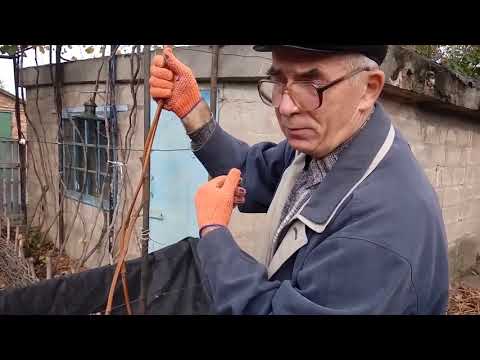 Видео: Формировка молодого куста винограда для выращивания на горизонтальной плоскости беседки