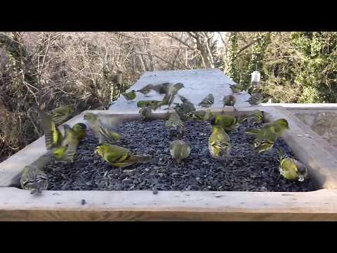 Видео: Чижи - хозяева кормушки 2017 Siskins