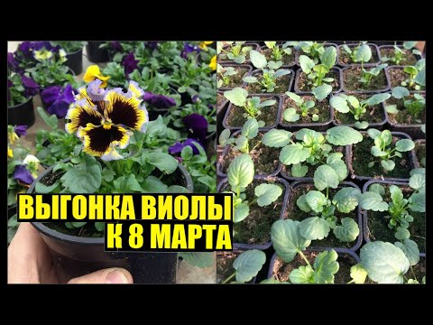 Видео: Виола/Анютины глазки к 8 марта. Выращивание. Уход.